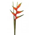 Heliconia - Pinky Peach (M)